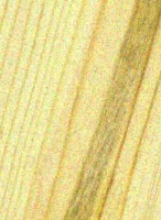 Shortleaf Pine — This image shows the Shortleaf Pine tree, specifically its species name, Pinus echinata. | https://www.wood-database.com/wp-content/uploads/shortleaf-pine-146x200.jpg