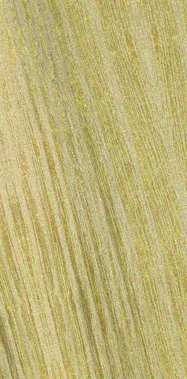 Black Locust — flat_sawn