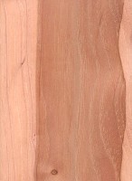 Pecan — This image shows Pecan wood (Carya illinoinensis), likely highlighting its characteristics. | https://www.wood-database.com/wp-content/uploads/pecan-146x200.jpg