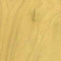 Mulberry — This image features Red Mulberry wood that has been sealed, indicating a finished or treated surface. | https://www.wood-database.com/wp-content/uploads/red-mulberry-sealed-gw-200x200.jpg