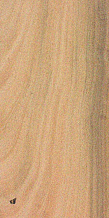 Broad-Leaved Apple — This image shows the broad-leaved apple tree (Angophora floribunda), which is native to Eastern Australia and can grow to heights of 56-82 feet with a trunk diameter of 1-2 feet. | https://www.wood-database.com/wp-content/uploads/angophora-floribunda-225x450.jpg