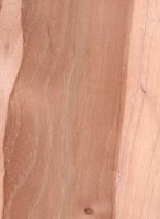 Pecan — This image shows Pecan wood (Carya illinoinensis), likely highlighting its characteristics. | https://www.wood-database.com/wp-content/uploads/pecan-146x200.jpg