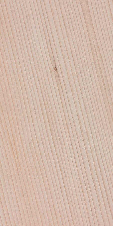 Noble Fir — This image also depicts the Noble fir (Abies procera), highlighting its significance as a common tree species in the Pacific Northwest. | https://www.wood-database.com/wp-content/uploads/abies-procera.jpg