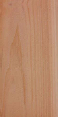 Northern White Cedar — This image shows northern white cedar (Thuja occidentalis), a tree species native to Northeastern North America, characterized by its height of 50-65 ft and trunk diameter of 1.3-2 ft. | https://www.wood-database.com/wp-content/uploads/thuja-occidentalis-225x450.jpg
