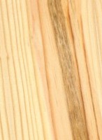 Shortleaf Pine — This image shows the Shortleaf Pine tree, specifically its species name, Pinus echinata. | https://www.wood-database.com/wp-content/uploads/shortleaf-pine-146x200.jpg