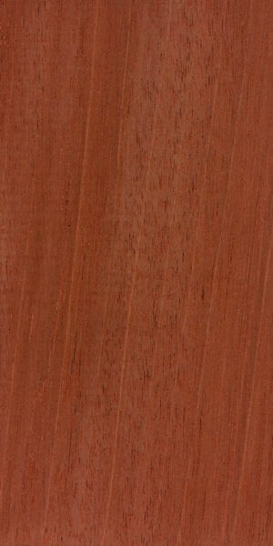 Honduran Mahogany — This image shows Honduran mahogany (Swietenia macrophylla), a tree species known for its height and trunk diameter. | https://www.wood-database.com/wp-content/uploads/swietenia-macrophylla-fs-300x600.jpg