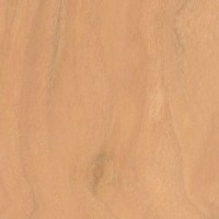 Mulberry — This image shows Red Mulberry (Morus rubra), likely depicting the wood or tree itself. | https://www.wood-database.com/wp-content/uploads/red-mulberry-gw-200x200.jpg