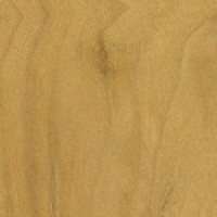 Mulberry — This image features Red Mulberry wood that has been sealed, indicating a finished or treated surface. | https://www.wood-database.com/wp-content/uploads/red-mulberry-sealed-gw-200x200.jpg