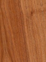 Prosopis Juliflora — This image features Prosopis juliflora that has been sealed, indicating a treatment or finish applied to the wood. | https://www.wood-database.com/wp-content/uploads/prosopis-juliflora-sealed-148x200.jpg