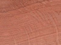 Post Oak — This image shows Post Oak (Quercus stellata), likely depicting the wood or tree itself. | https://www.wood-database.com/wp-content/uploads/post-oak-148x200.jpg