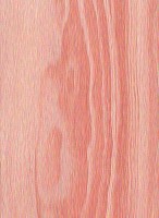 Pinyon Pine — This image shows the Pinyon Pine (Pinus edulis), likely depicting the tree or its wood. | https://www.wood-database.com/wp-content/uploads/pinyon-pine-146x200.jpg