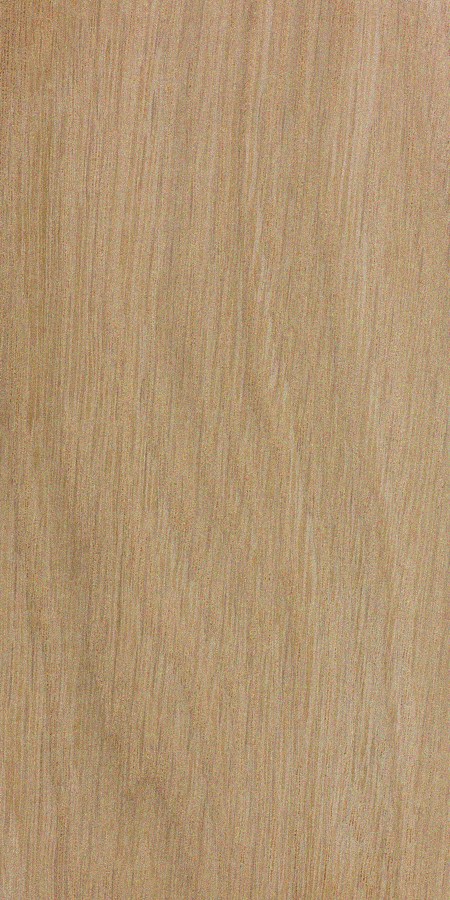 White Oak wood grain specimen