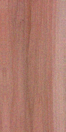 Red maple — This image shows the Red Maple tree (Acer rubrum), which is native to Eastern North America and can grow up to 100 feet tall with a trunk diameter of 2-3 feet. | https://www.wood-database.com/wp-content/uploads/acer-rubrum-225x450.jpg
