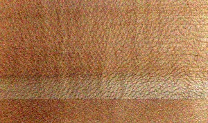 Common hazel — An image associated with the Avellano (hazelnut) fact sheet. In context, it belongs to a set of images illustrating the species or its wood, whose heartwood, sapwood, properties, origin, and uses are described in the text.