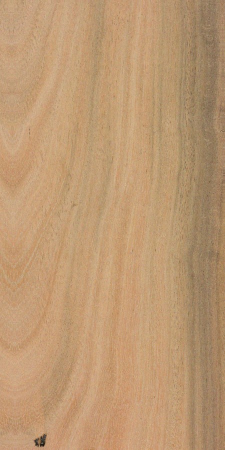 Broad-Leaved Apple — The image likely depicts the wood finish application process, highlighting the appearance of the broad-leaved apple wood. | https://www.wood-database.com/wp-content/uploads/angophora-floribunda.jpg