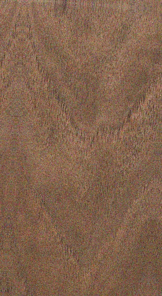 Walnut wood grain specimen