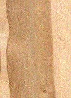 Pecan — This image shows Pecan wood (Carya illinoinensis), likely highlighting its characteristics. | https://www.wood-database.com/wp-content/uploads/pecan-146x200.jpg