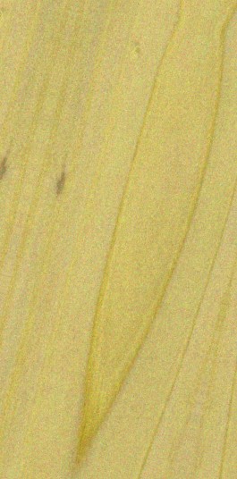 Cedar — flat_sawn