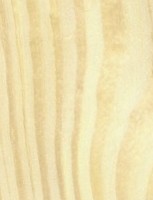 Lodgepole Pine — This image shows Lodgepole Pine (Pinus contorta), likely depicting the wood or tree itself. | https://www.wood-database.com/wp-content/uploads/lodgepole-pine-2-153x200.jpg