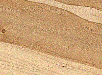 Pecan — This image depicts sealed Pecan wood, which may illustrate its appearance after treatment. | https://www.wood-database.com/wp-content/uploads/pecan-sealed-146x200.jpg