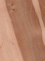Pecan — This image shows Pecan wood (Carya illinoinensis), likely highlighting its characteristics. | https://www.wood-database.com/wp-content/uploads/pecan-146x200.jpg