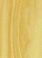 Pinyon Pine — This image shows the Pinyon Pine (Pinus edulis), likely depicting the tree or its wood. | https://www.wood-database.com/wp-content/uploads/pinyon-pine-146x200.jpg