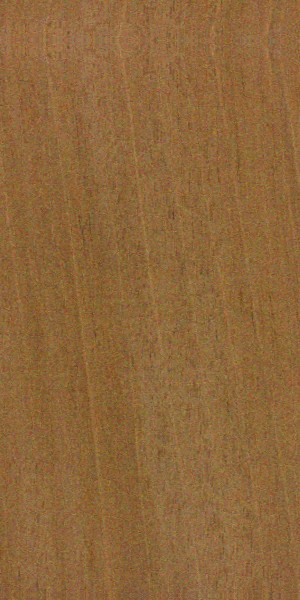 Honduran Mahogany — This image shows Honduran mahogany (Swietenia macrophylla), a tree species known for its height and trunk diameter. | https://www.wood-database.com/wp-content/uploads/swietenia-macrophylla-fs-300x600.jpg