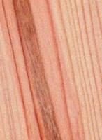 Shortleaf Pine — This image shows the Shortleaf Pine tree, specifically its species name, Pinus echinata. | https://www.wood-database.com/wp-content/uploads/shortleaf-pine-146x200.jpg