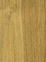Prosopis Juliflora — This image shows Prosopis juliflora, a species of tree, likely depicting its general appearance. | https://www.wood-database.com/wp-content/uploads/prosopis-juliflora-148x200.jpg