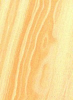Pinyon Pine — This image displays the sealed version of Pinyon Pine, indicating its appearance after sealing. | https://www.wood-database.com/wp-content/uploads/pinyon-pine-sealed-146x200.jpg