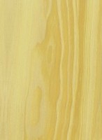 Pinyon Pine — This image shows the Pinyon Pine (Pinus edulis), likely depicting the tree or its wood. | https://www.wood-database.com/wp-content/uploads/pinyon-pine-146x200.jpg