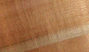 Common hazel — An image associated with the Avellano (hazelnut) fact sheet. In context, it belongs to a set of images illustrating the species or its wood, whose heartwood, sapwood, properties, origin, and uses are described in the text.