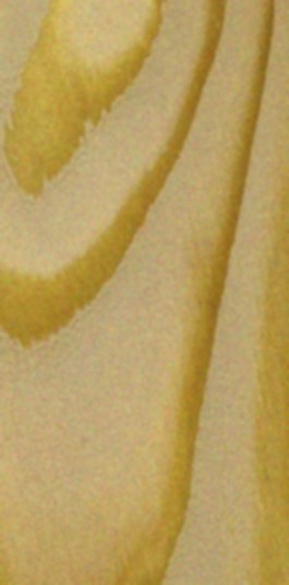 European Larch wood grain specimen