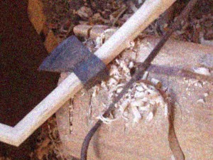Common hazel — An image associated with the Avellano (hazelnut) fact sheet. The surrounding text presents it as part of the image section for this species, alongside information on its wood characteristics and uses.